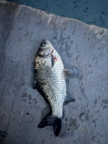 マブナの釣果