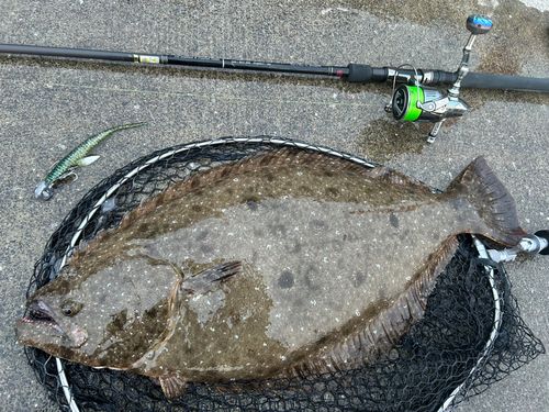 ヒラメの釣果