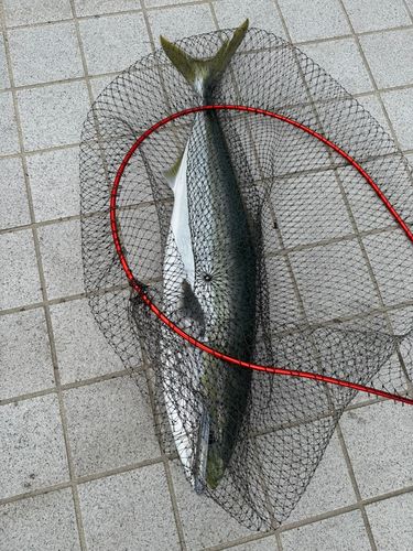 ブリの釣果