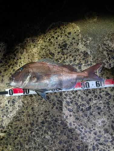 マダイの釣果
