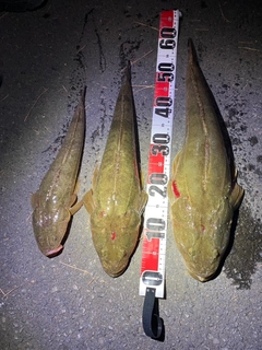 マゴチの釣果