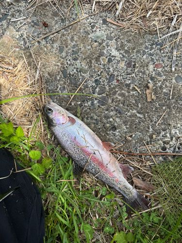 ニジマスの釣果