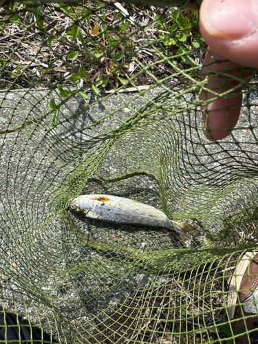 ブラウントラウトの釣果