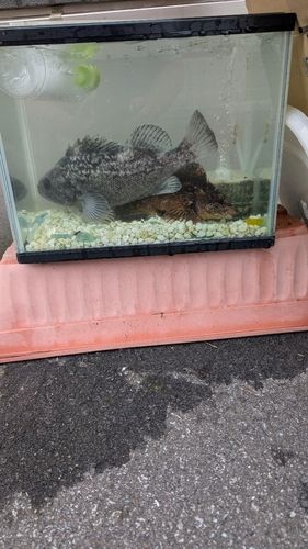 クロソイの釣果