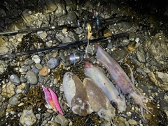 コウイカの釣果