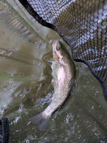 ニジマスの釣果