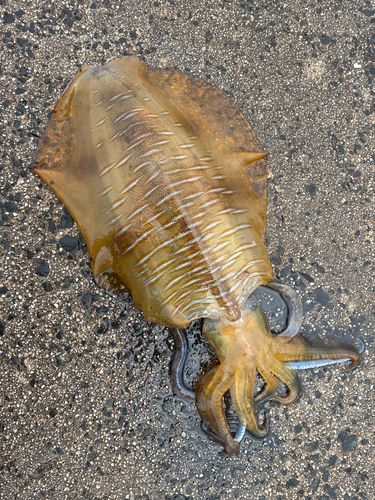 アオリイカの釣果