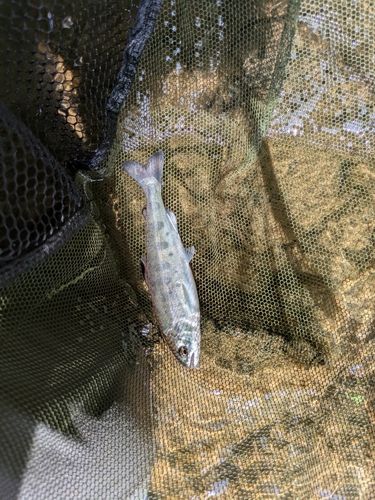 ヤマメの釣果
