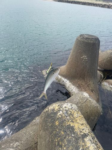 コノシロの釣果