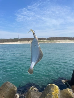 ヒラメの釣果