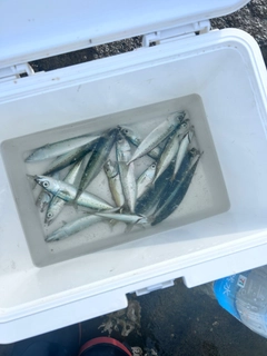 メジナの釣果