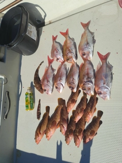 キジハタの釣果