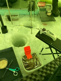 ワカサギの釣果