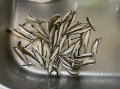 ワカサギの釣果