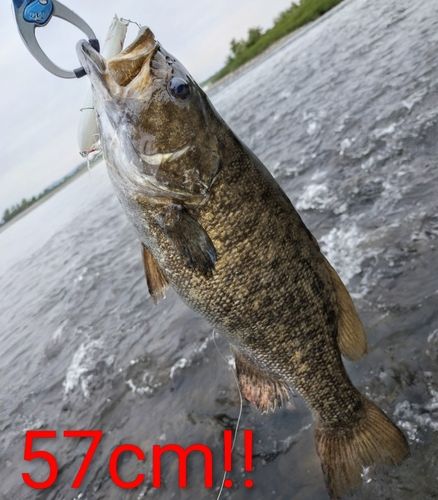 スモールマウスバスの釣果