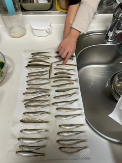 ワカサギの釣果