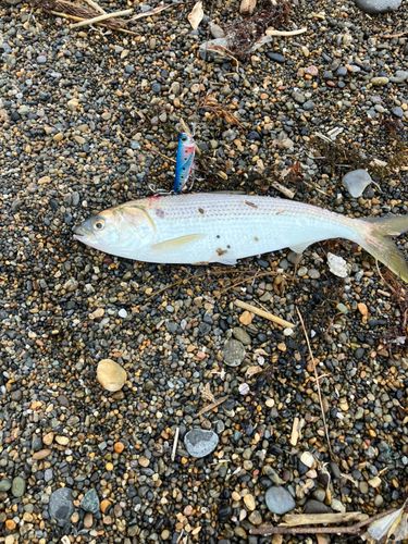 コノシロの釣果