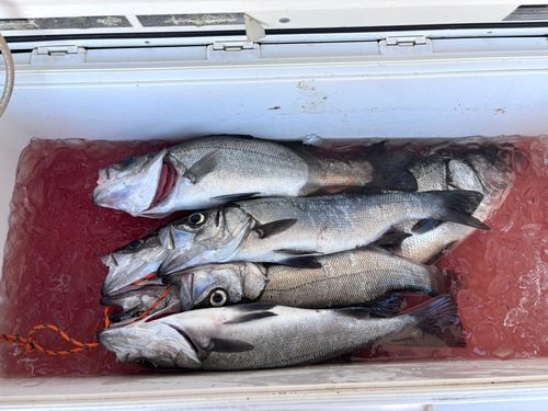 ヒラスズキの釣果