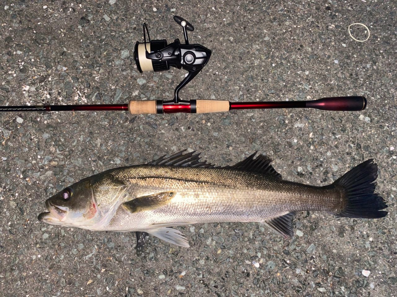 SHIMANO 18ワールドシャウラ 1832R-2の最安値・インプレ・釣果 | 本音