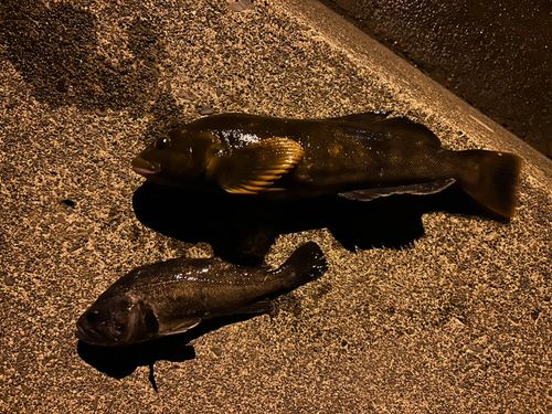 アイナメの釣果