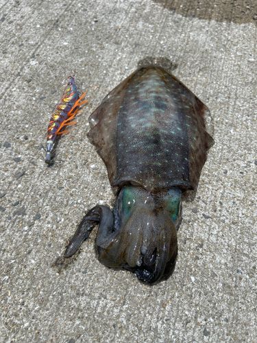 アオリイカの釣果