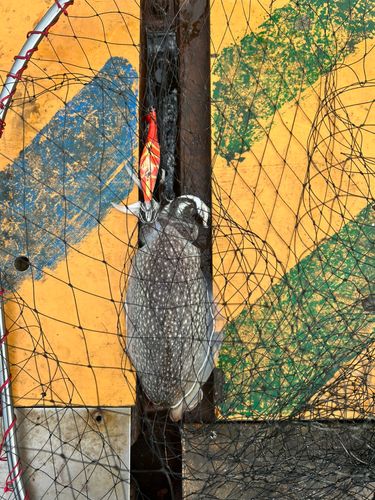 シリヤケイカの釣果