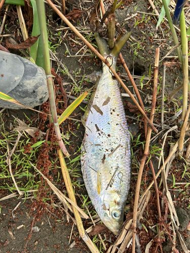 ターポンの釣果