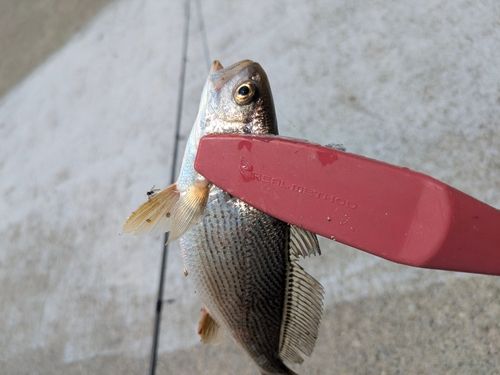イシモチの釣果