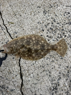 ヒラメの釣果