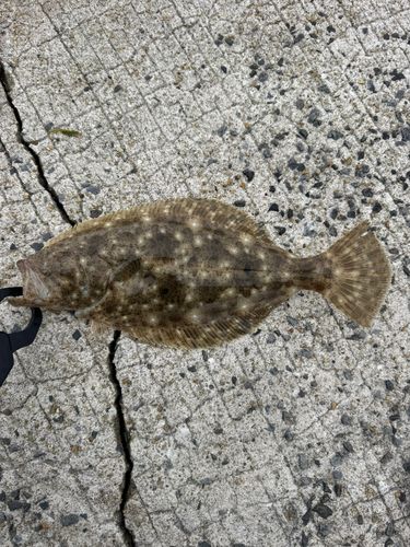 ヒラメの釣果