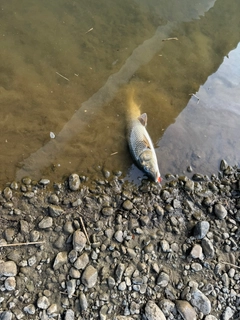 ニゴイの釣果