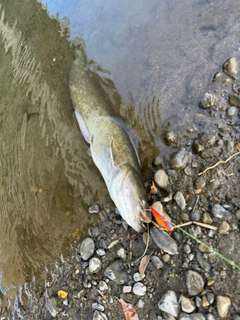 ニホンナマズの釣果