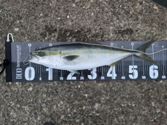 ワラサの釣果