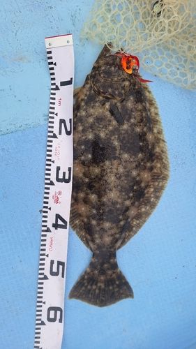 ヒラメの釣果