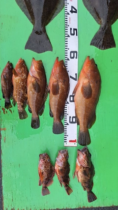 キジハタの釣果