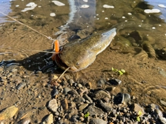 ニホンナマズの釣果