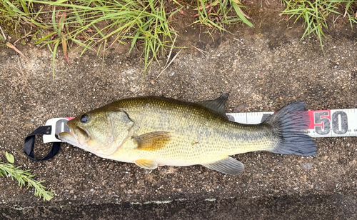 ブラックバスの釣果