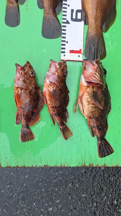 カサゴの釣果
