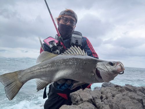ヒラスズキの釣果