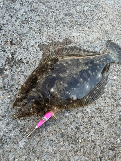 ヒラメの釣果