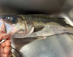 マルスズキの釣果