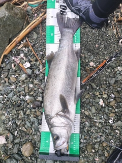 ヒラスズキの釣果