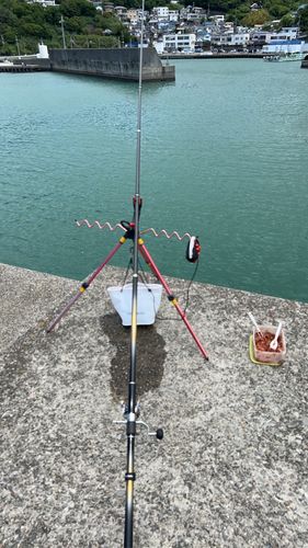 アコウの釣果