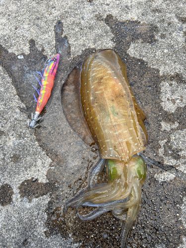 アオリイカの釣果