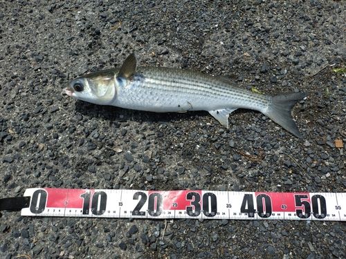 ボラの釣果