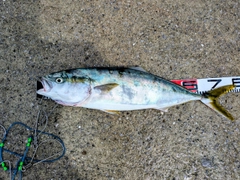 ハマチの釣果