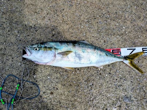 ハマチの釣果