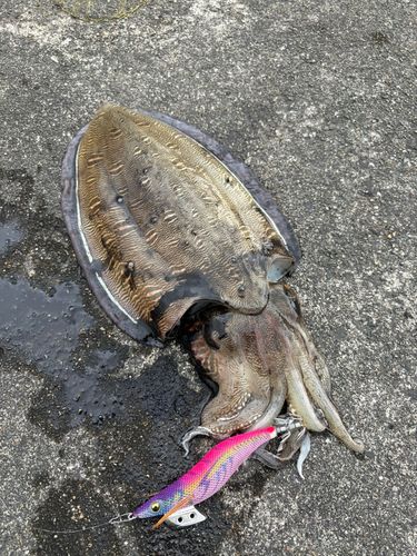 コウイカの釣果