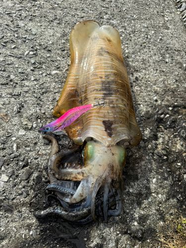 イカの釣果