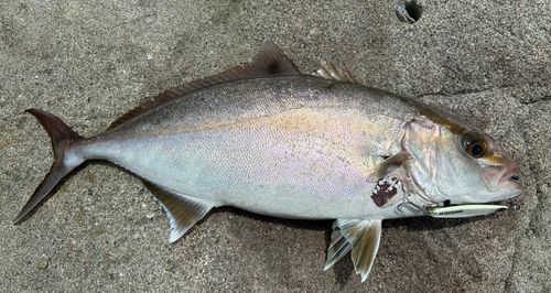 ネリゴの釣果